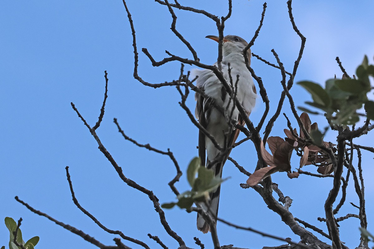 Yellow-billed Cuckoo - ML622935897