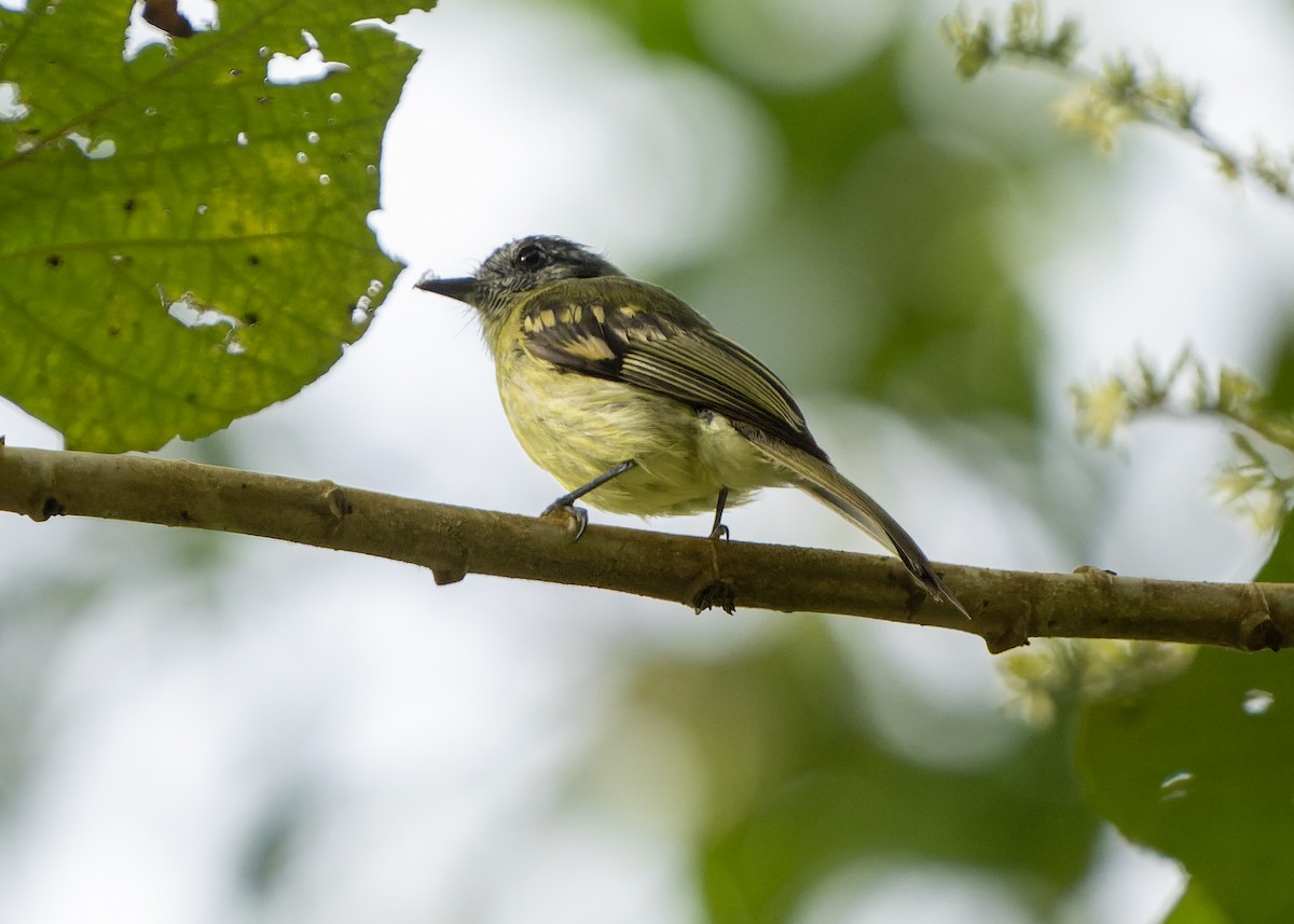 Ecuadorian Tyrannulet - ML622935910