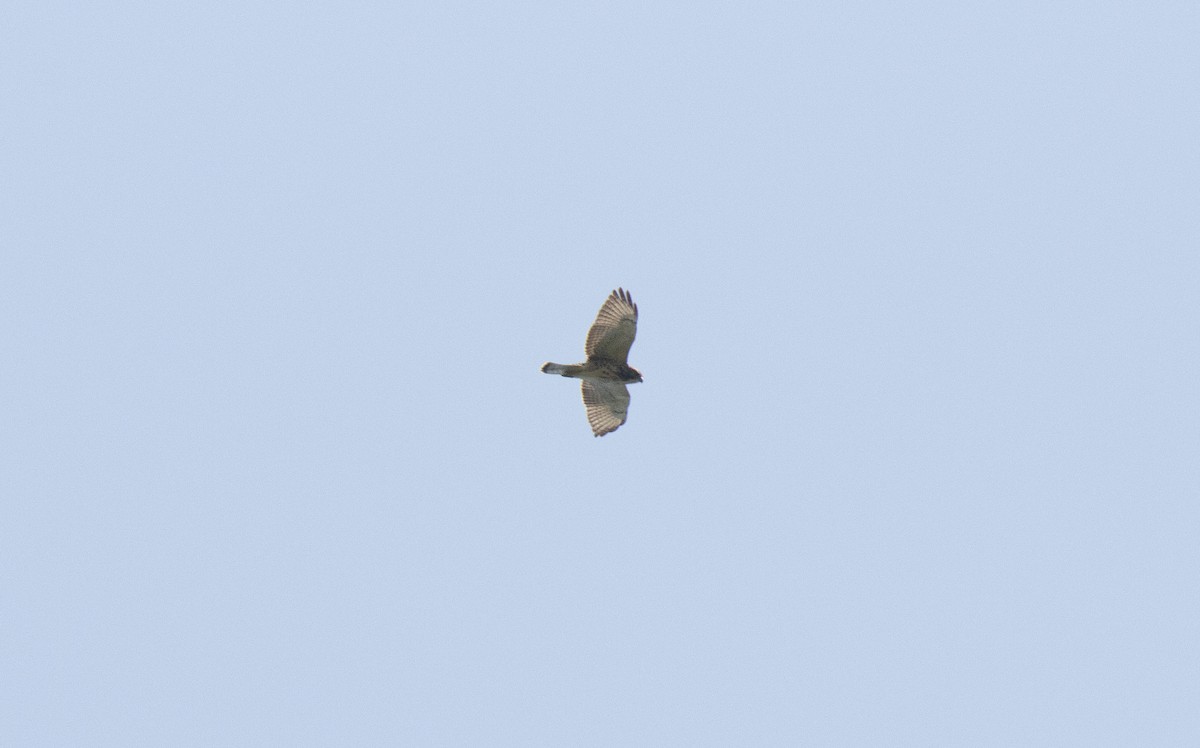 Broad-winged Hawk - ML622935935