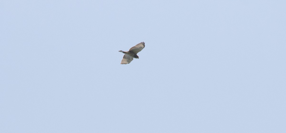 Broad-winged Hawk - ML622935936