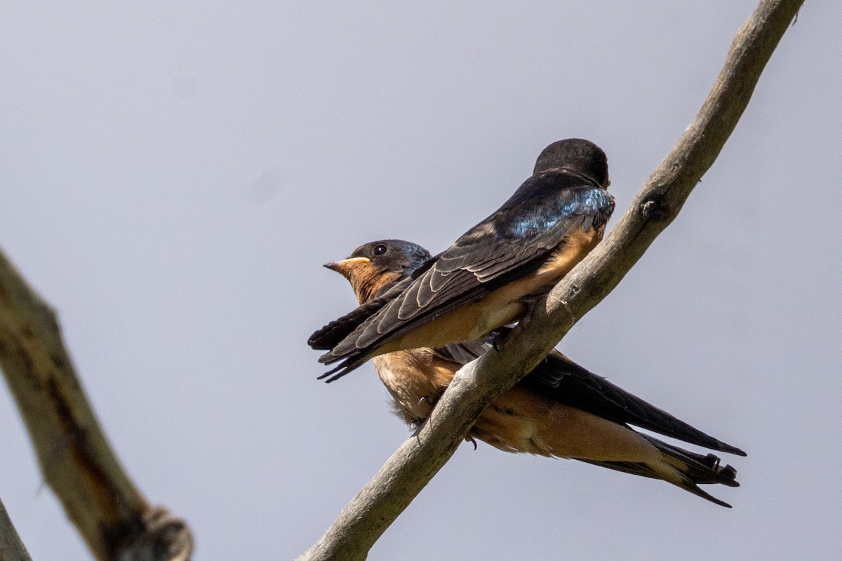 Barn Swallow - ML622935959