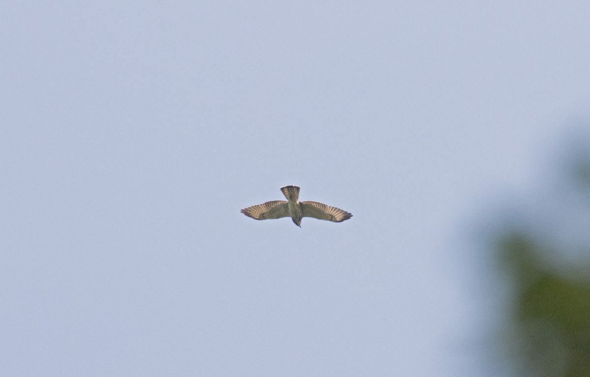 Broad-winged Hawk - ML622935978