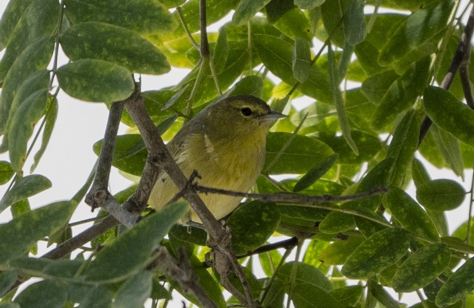 Orange-crowned Warbler - Steve Hovey