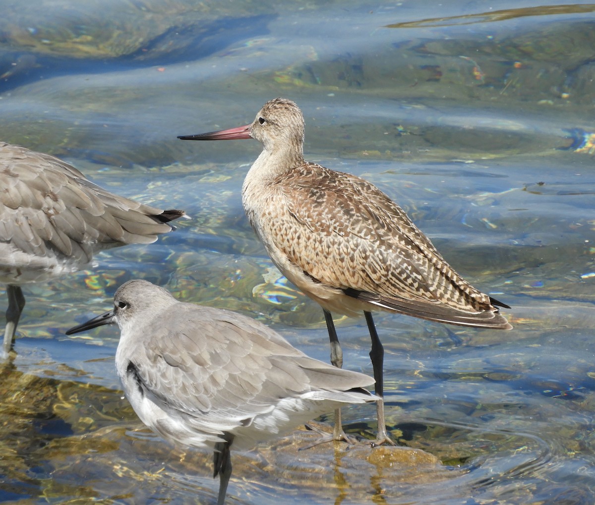 Marbled Godwit - Becky Kitto