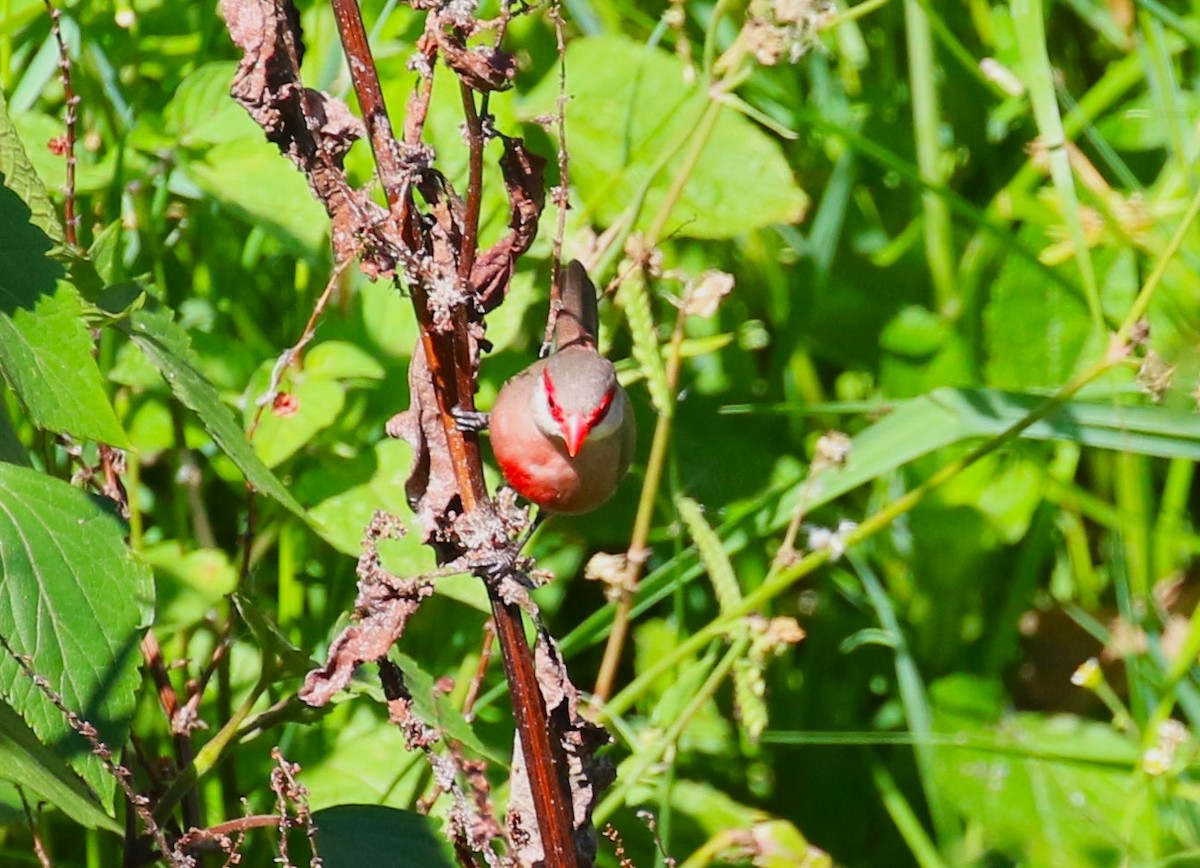 Common Waxbill - sean clancy