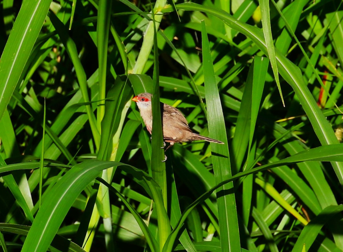 Common Waxbill - sean clancy