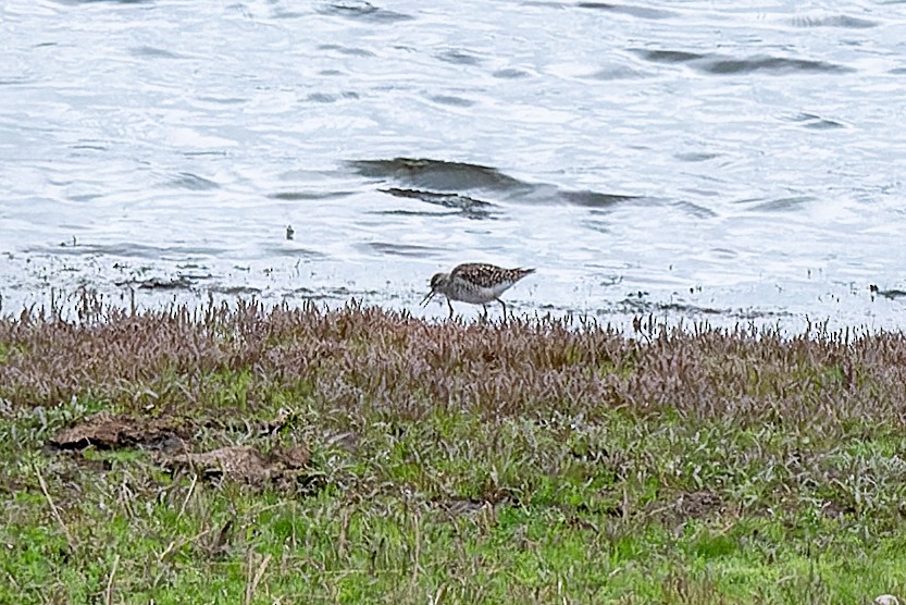 Wood Sandpiper - Magnus Andersson