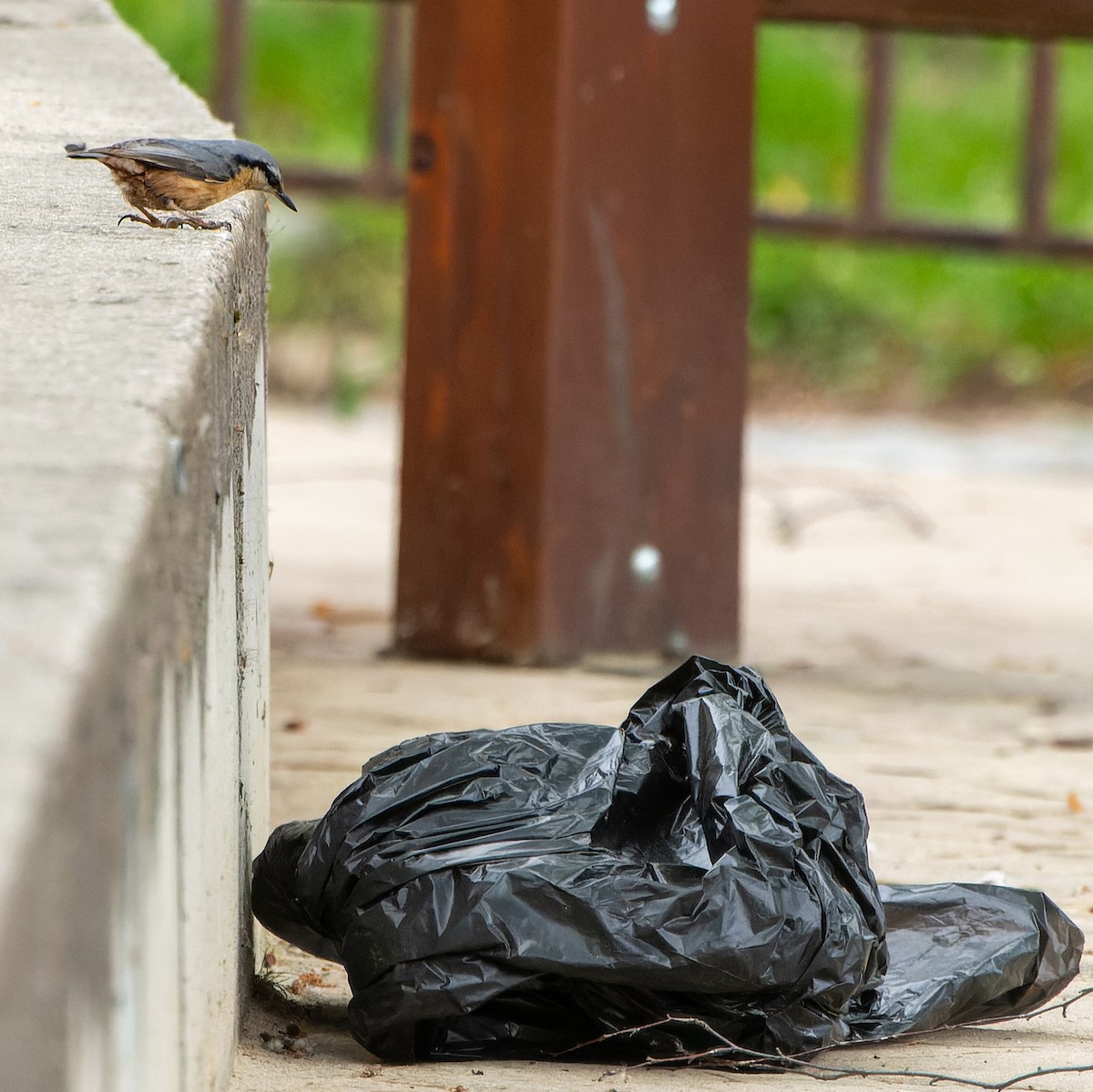 Eurasian Nuthatch (Western) - ML622936050