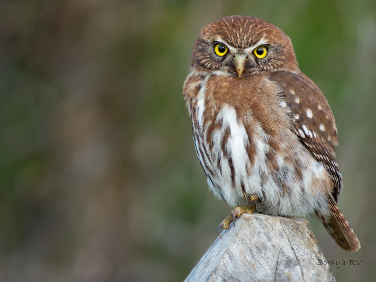 Austral Pygmy-Owl - ML622936101