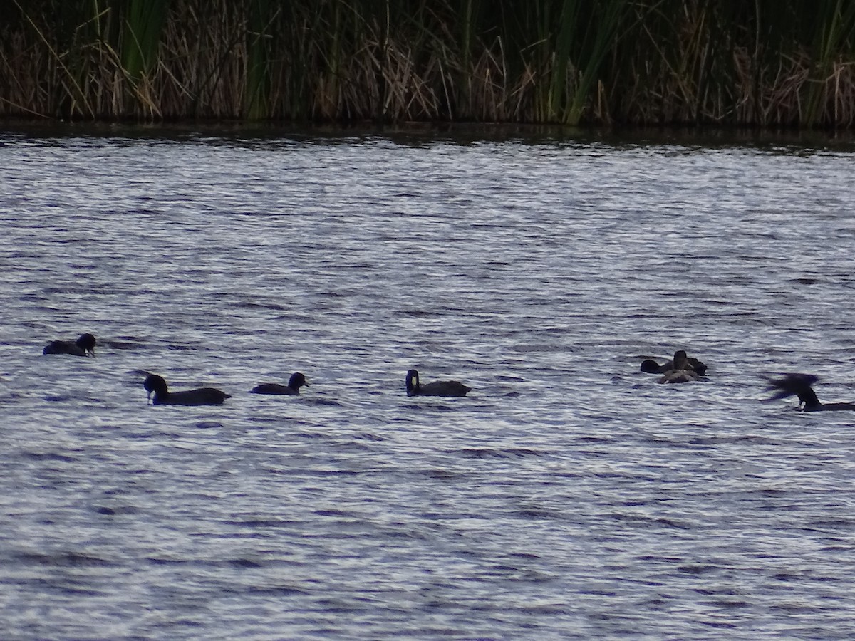 American Coot - Teri Ligon