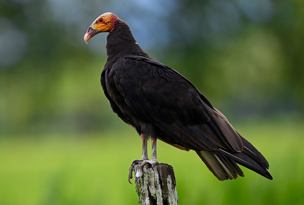 Lesser Yellow-headed Vulture - ML622936142