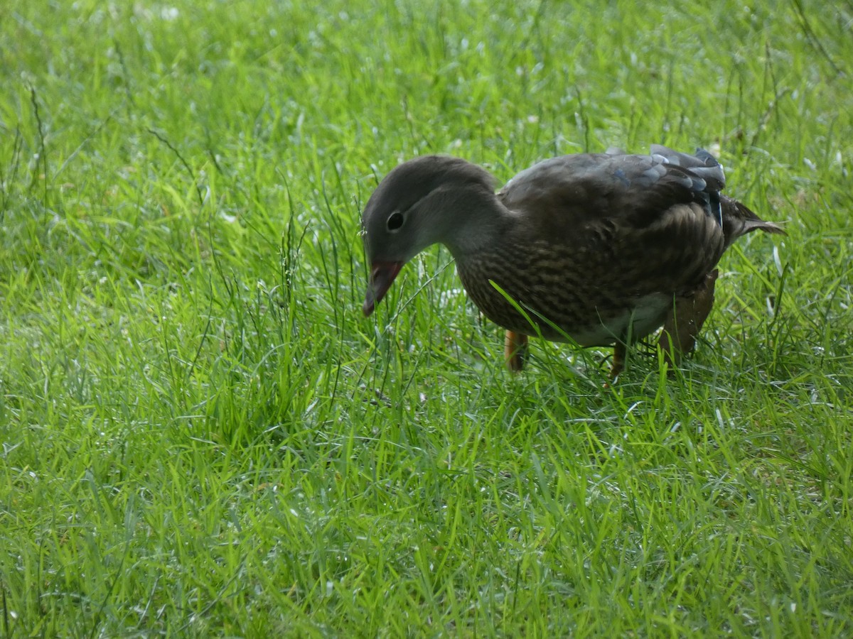 Mandarin Duck - ML622936164