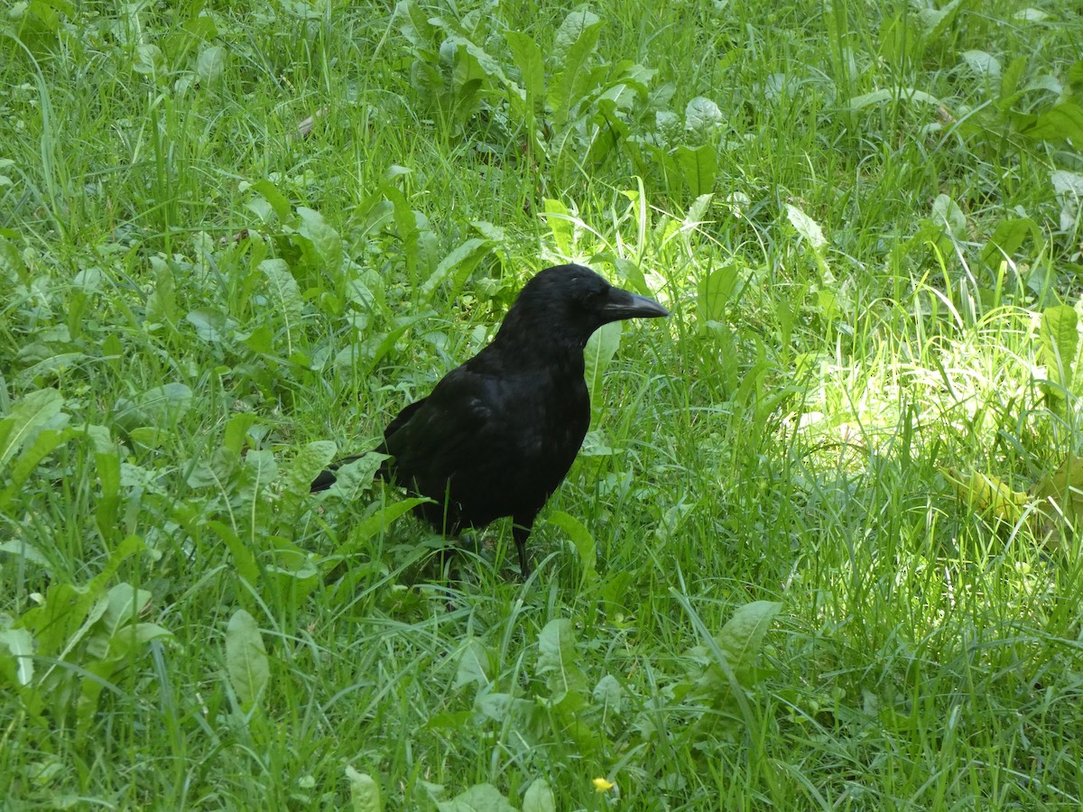 Carrion Crow - Bob Dolgan