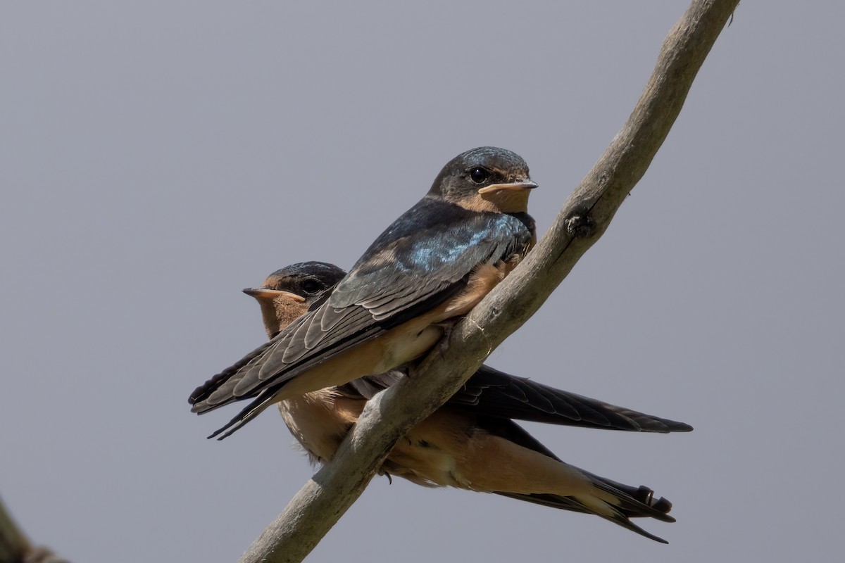 Barn Swallow - ML622936201