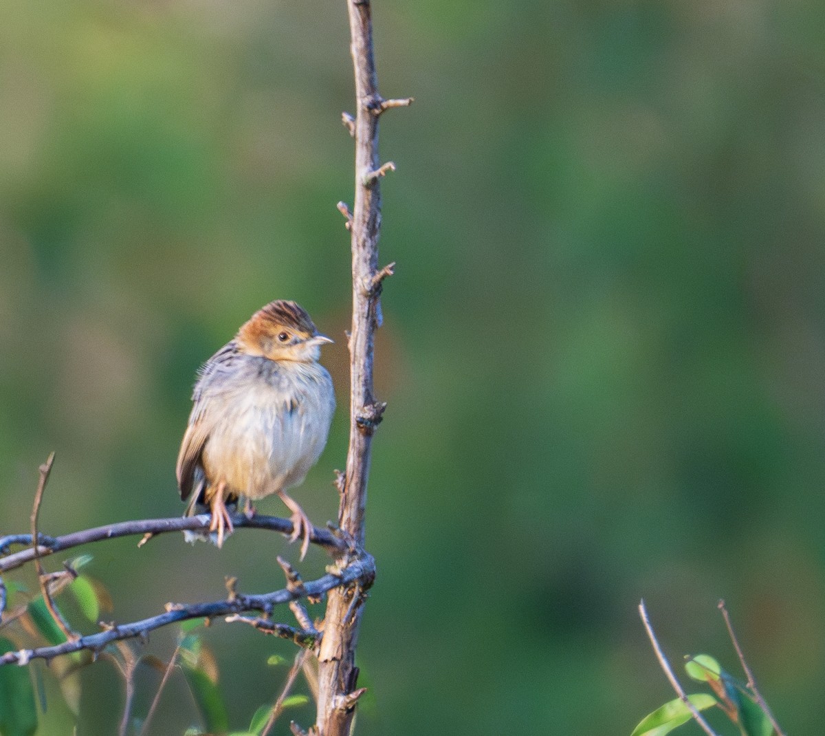 Stout Cisticola - ML622936211