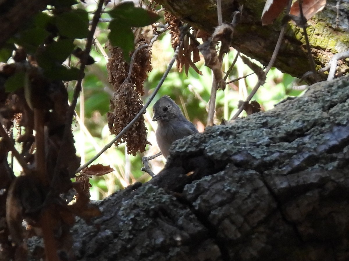 Oak Titmouse - ML622936234