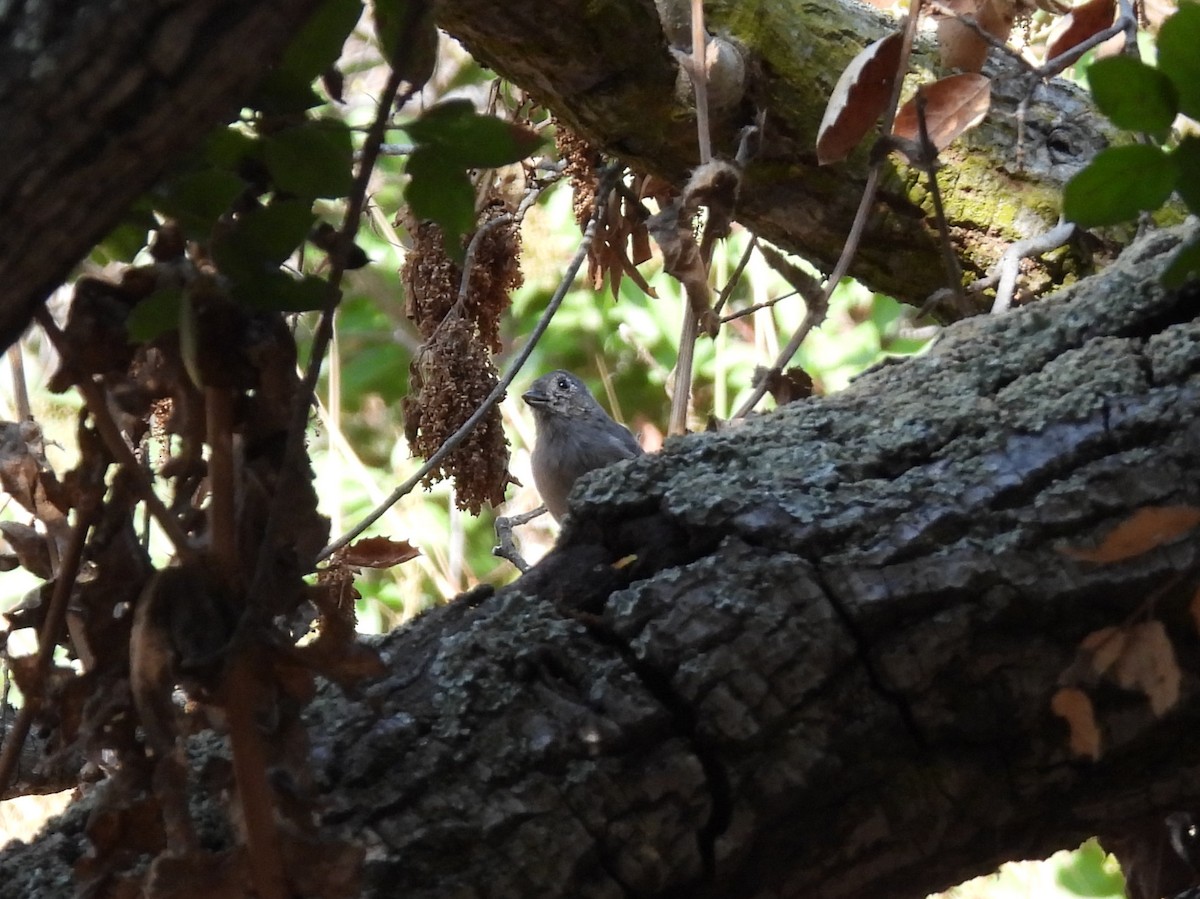 Oak Titmouse - ML622936235