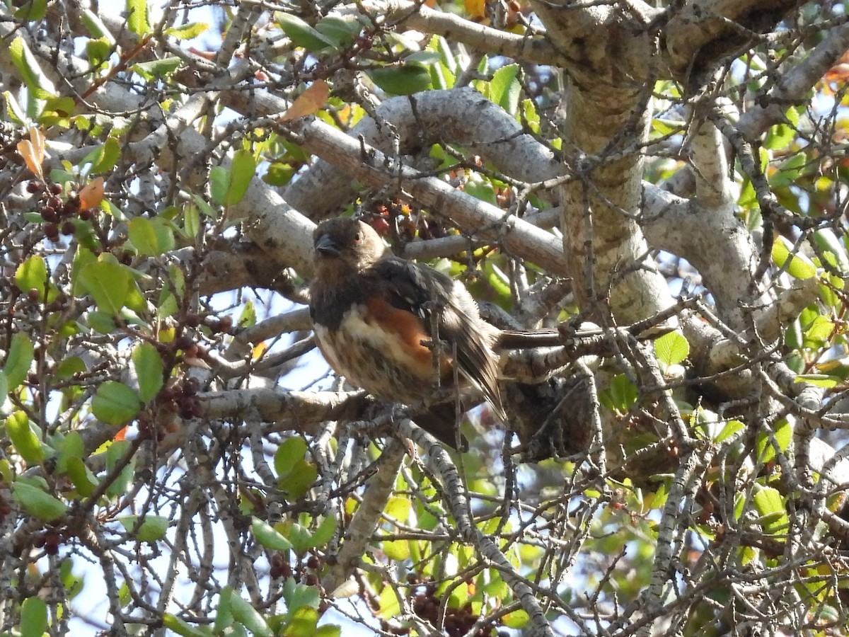 Spotted Towhee - ML622936253