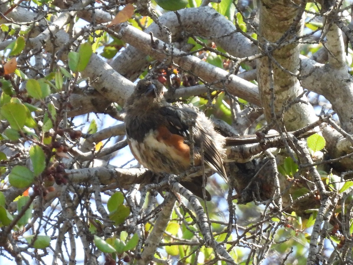 Spotted Towhee - Sheila Morgan-DeChellis