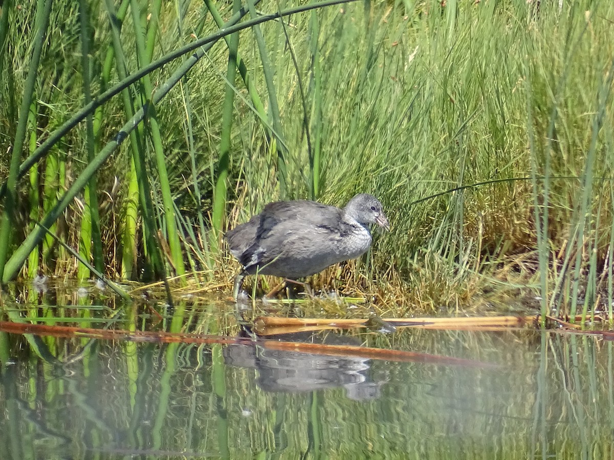 American Coot - ML622936311