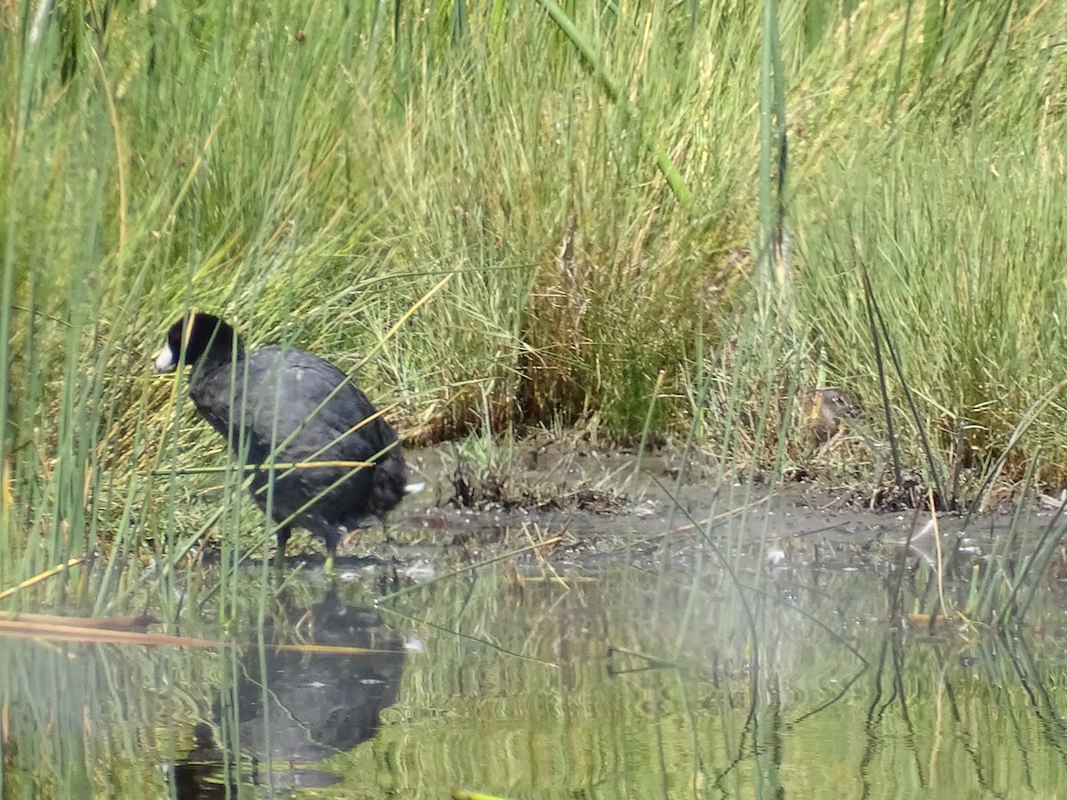 American Coot - ML622936312