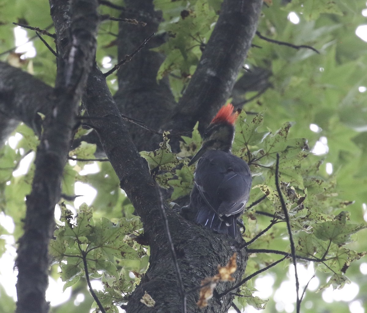 Pileated Woodpecker - ML622936325