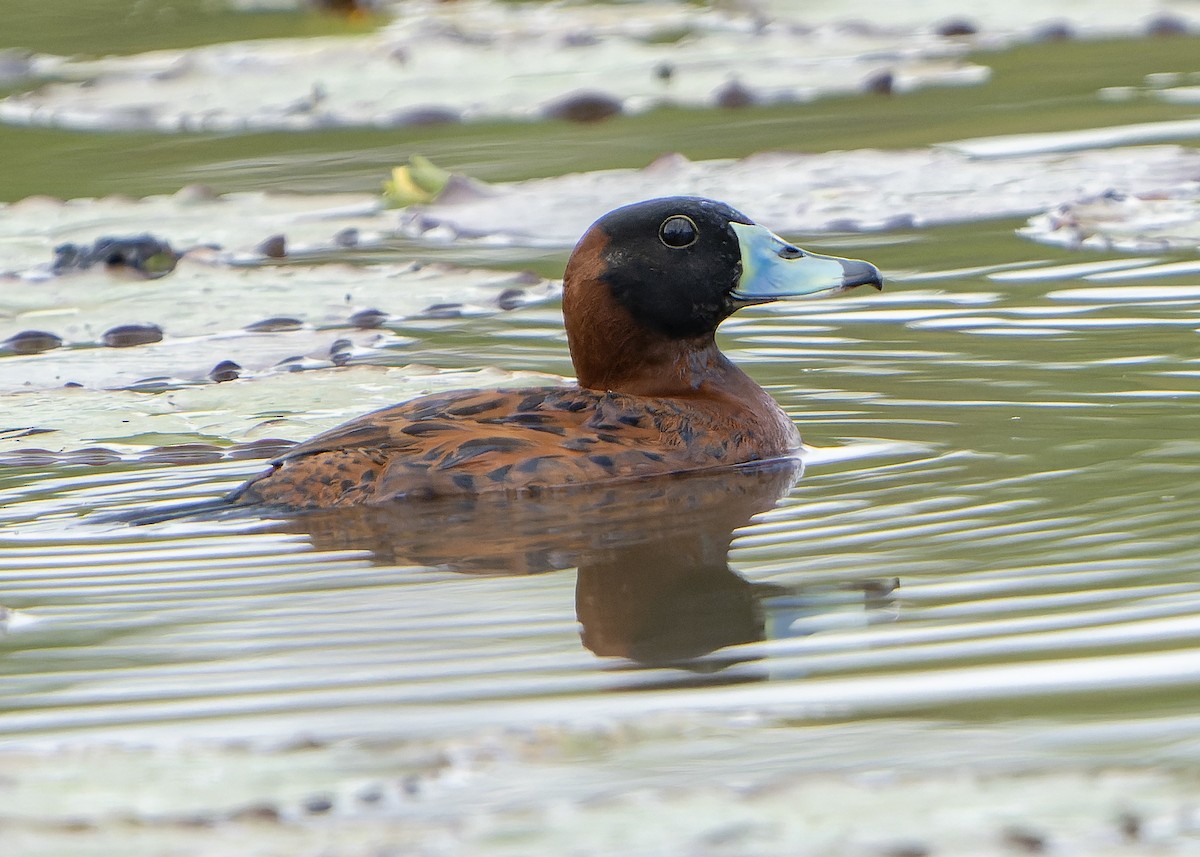 Masked Duck - ML622936391