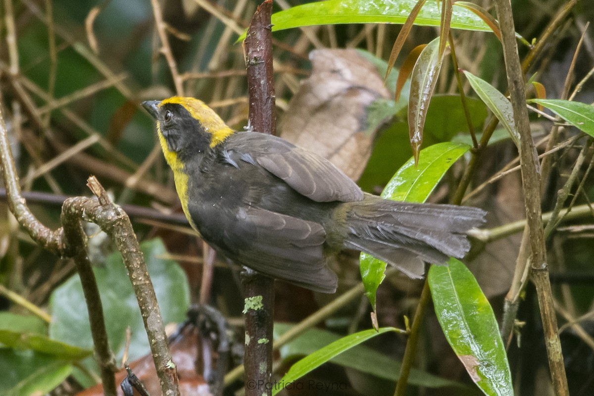 Tricolored Brushfinch - ML622936494