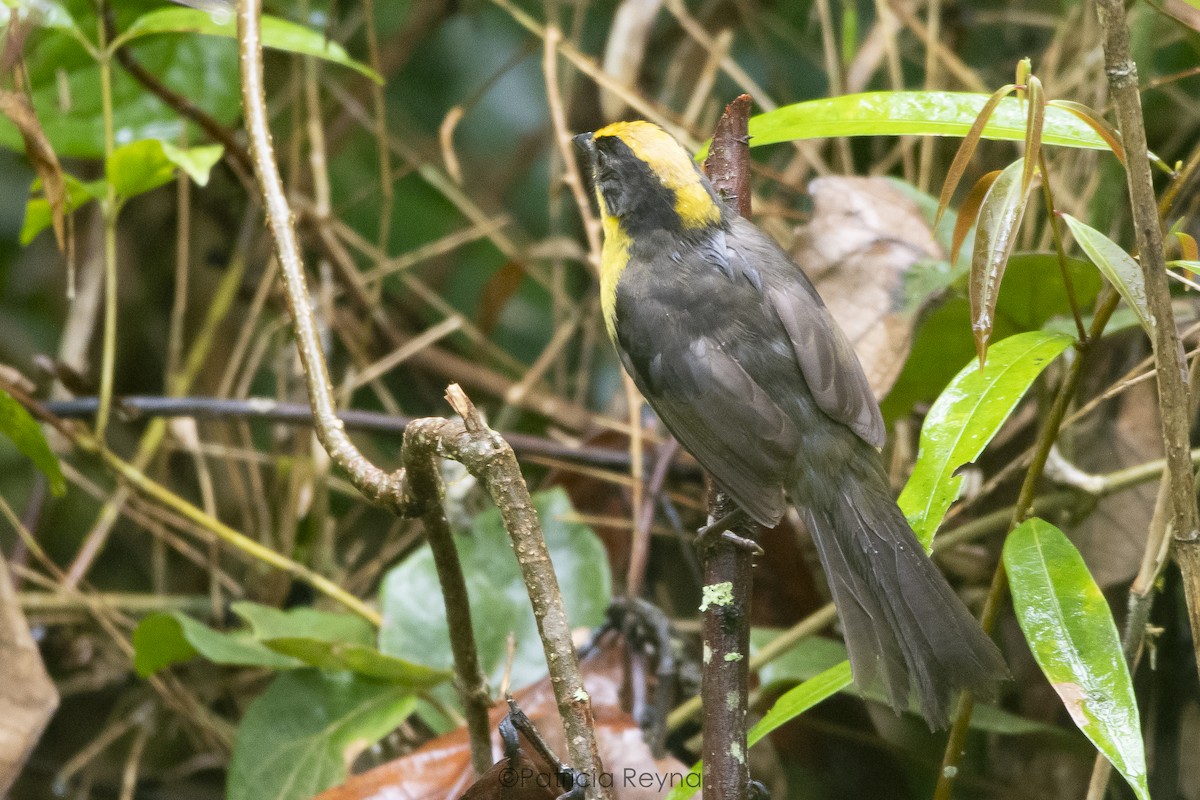 Tricolored Brushfinch - ML622936497