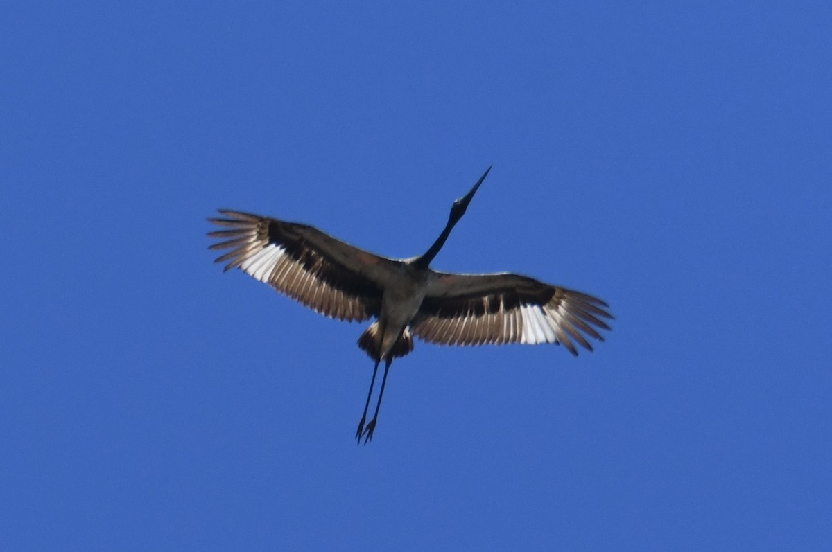 Black-necked Stork - ML622936558