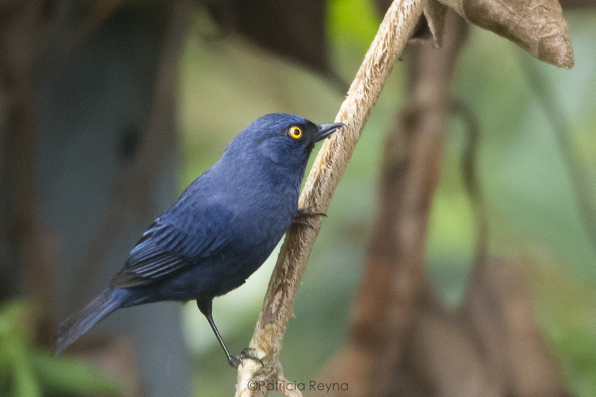 Deep-blue Flowerpiercer - ML622936569