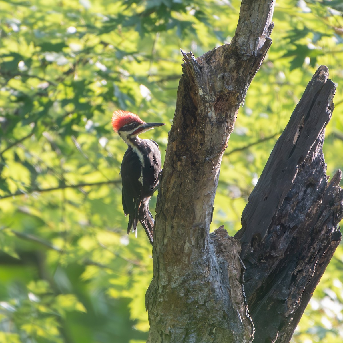 Pileated Woodpecker - ML622936595