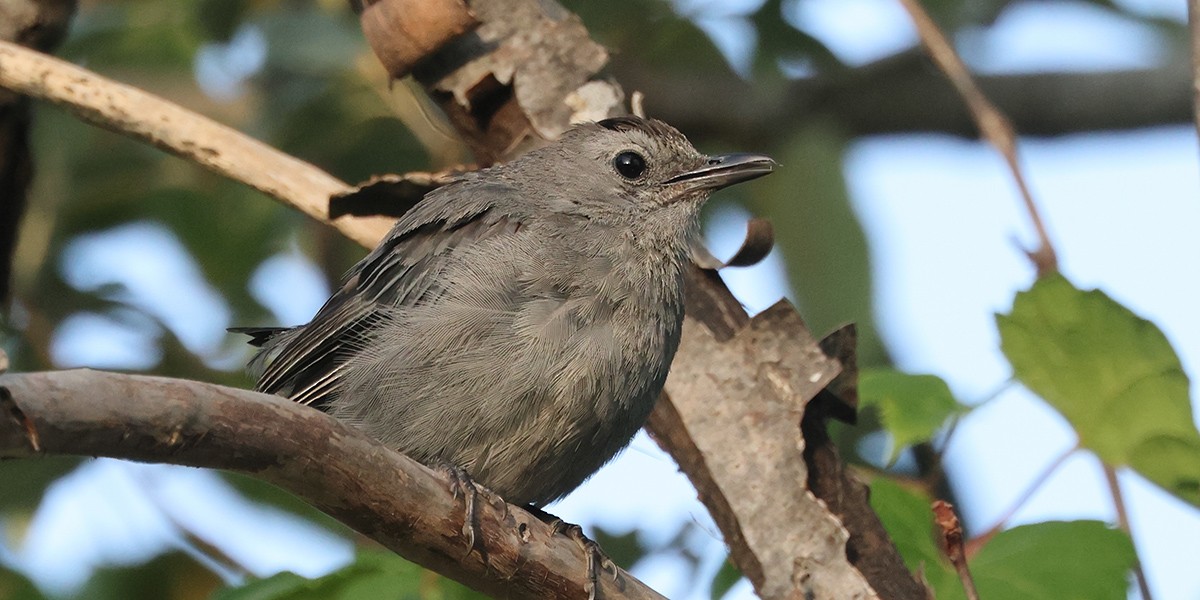 Pájaro Gato Gris - ML622936653