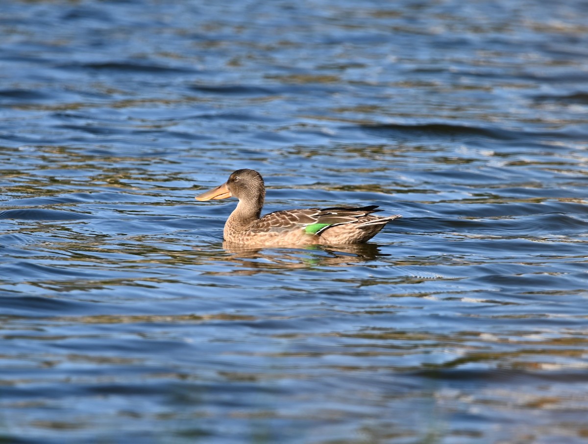 Löffelente - ML622936711