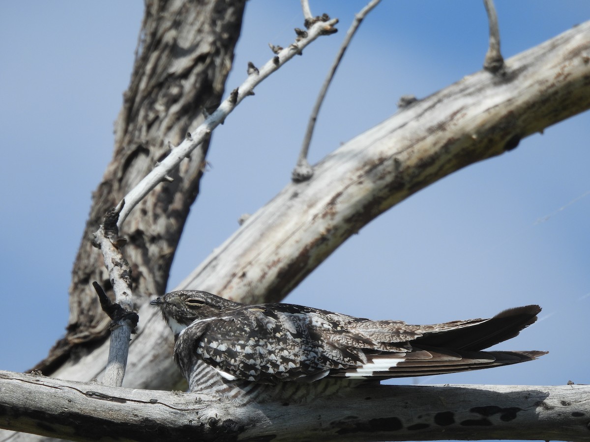 Common Nighthawk - Jim James