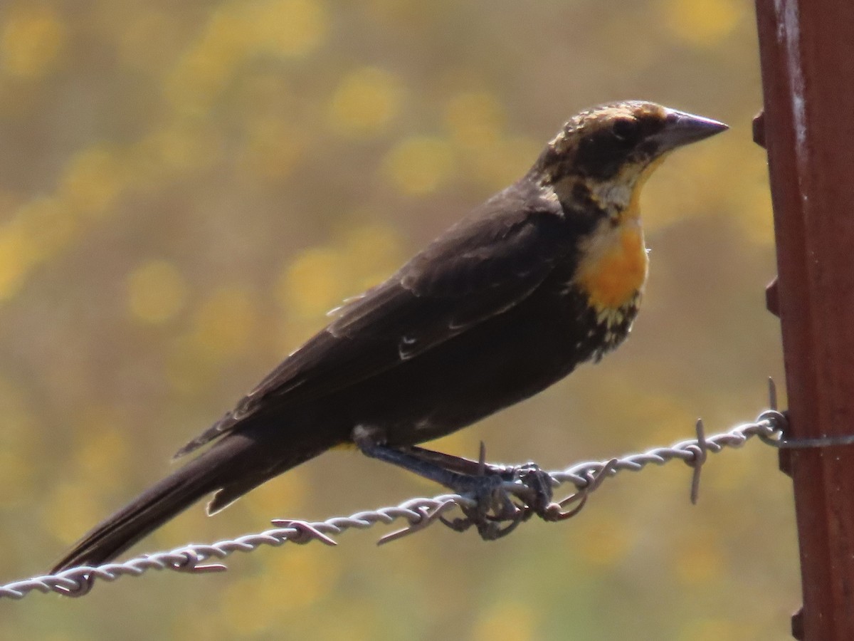 Yellow-headed Blackbird - D.T. Liggett