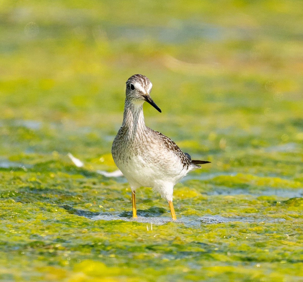 Lesser Yellowlegs - Scott Murphy