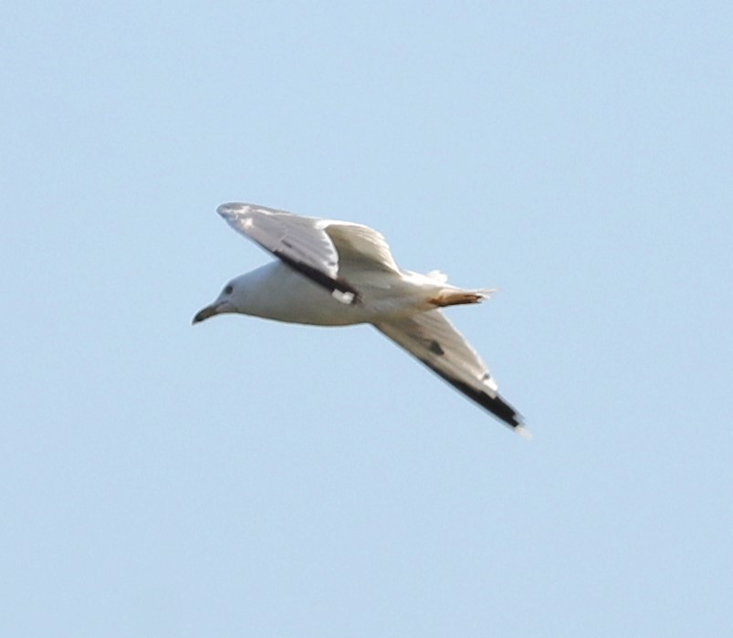 Ring-billed Gull - Eric Ginsburg