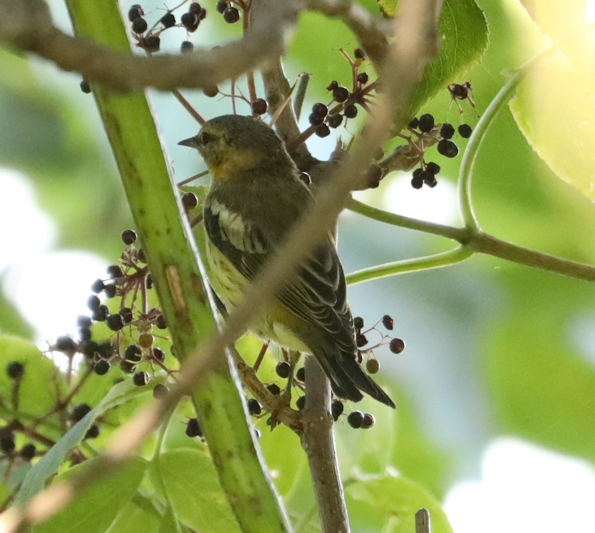 Cape May Warbler - Eric Ginsburg