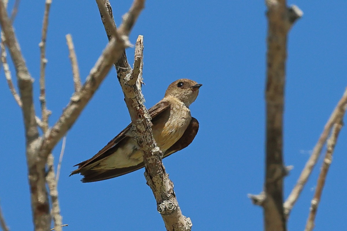 Northern Rough-winged Swallow - Mary McGreal