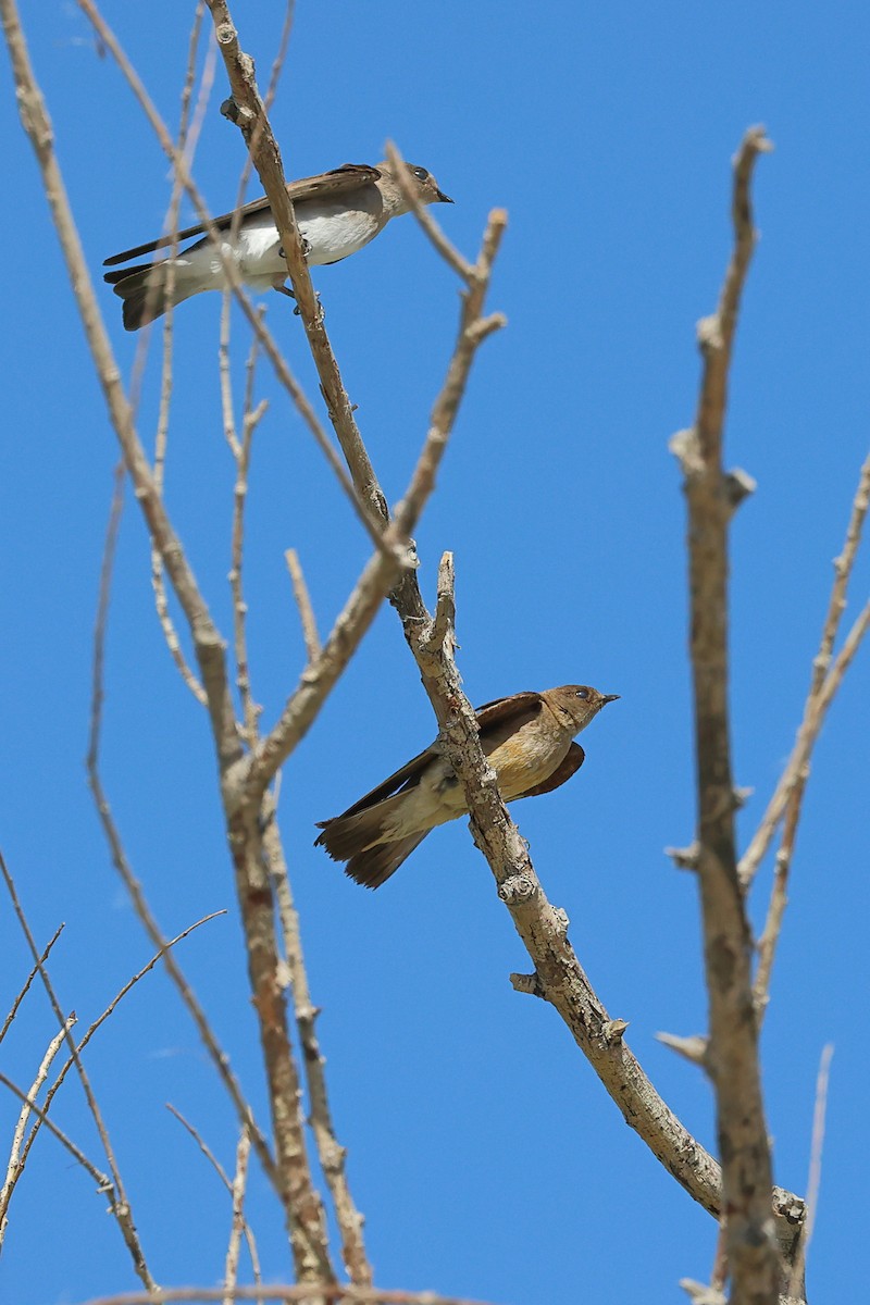 Northern Rough-winged Swallow - ML622936871