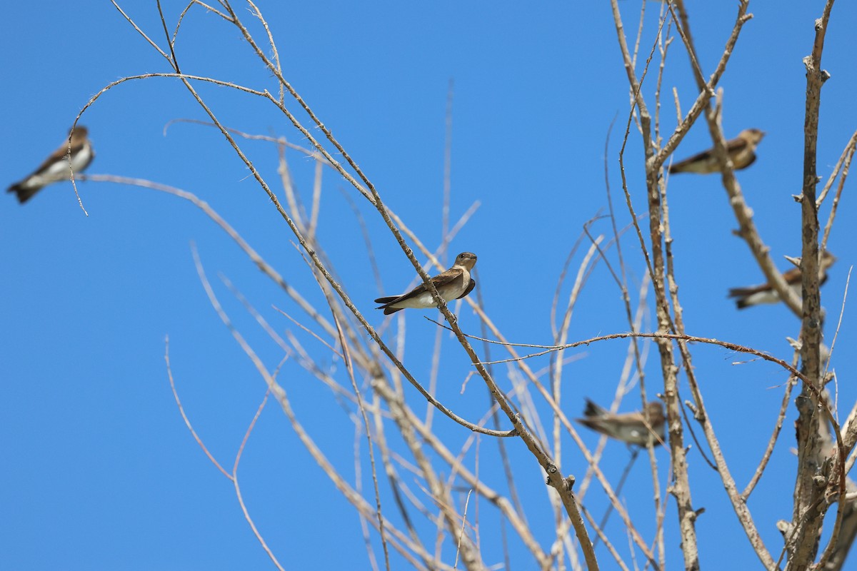 Northern Rough-winged Swallow - Mary McGreal