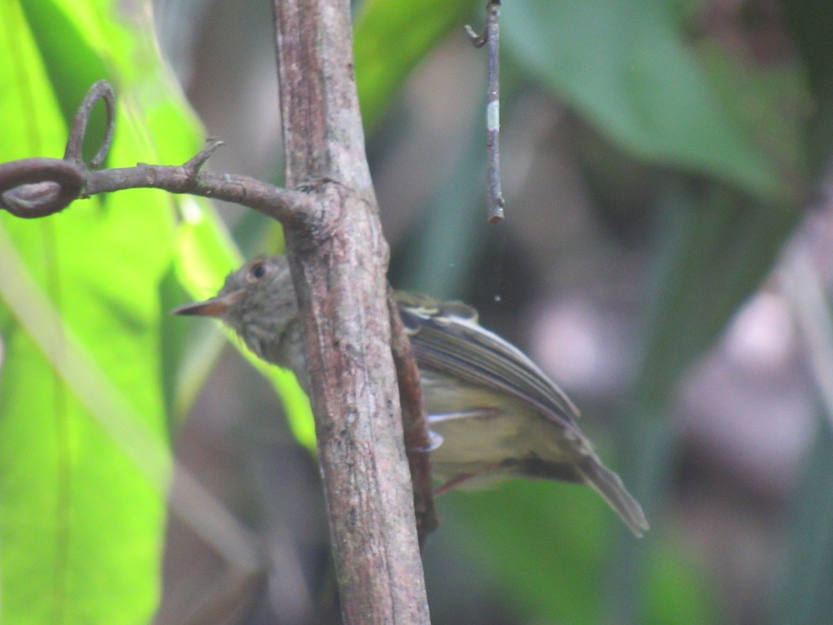 Double-banded Pygmy-Tyrant - ML622936878