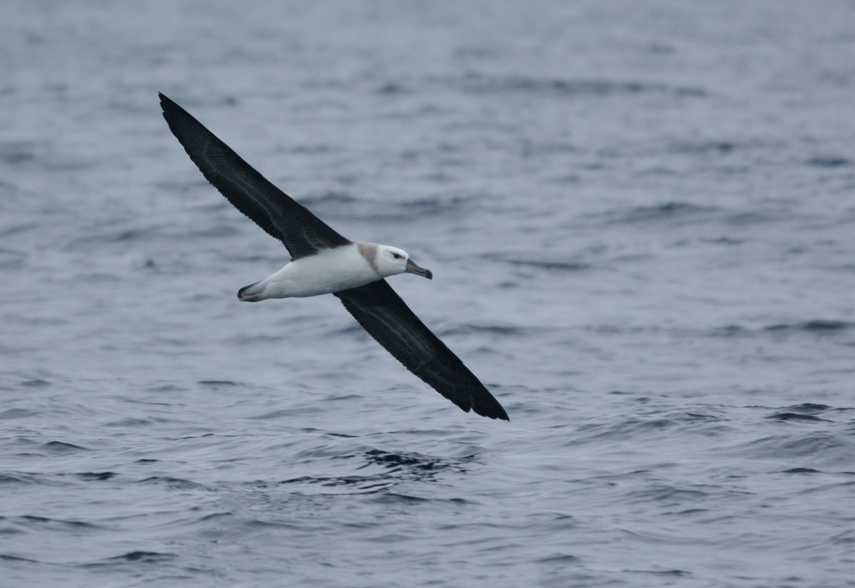 Black-browed Albatross - Pablo Gutiérrez Maier