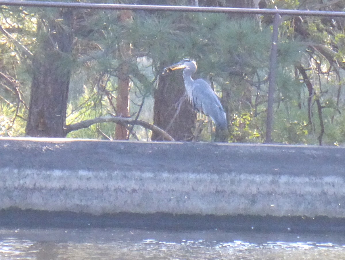 Great Blue Heron - ML622936976