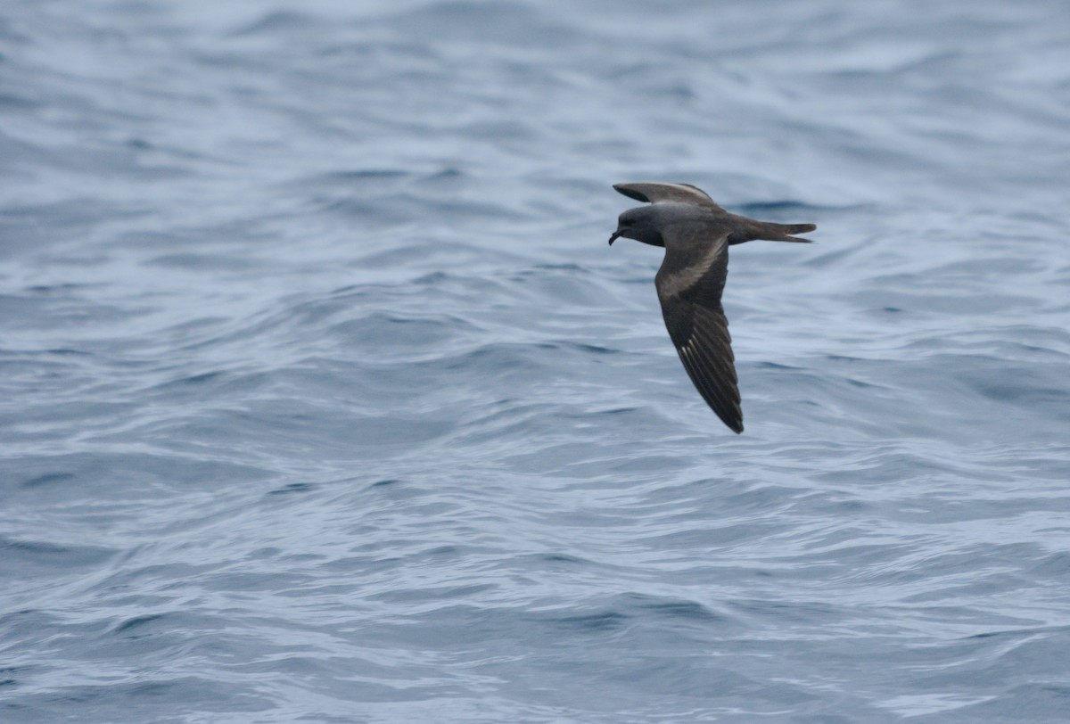 Markham's Storm-Petrel - ML622937075