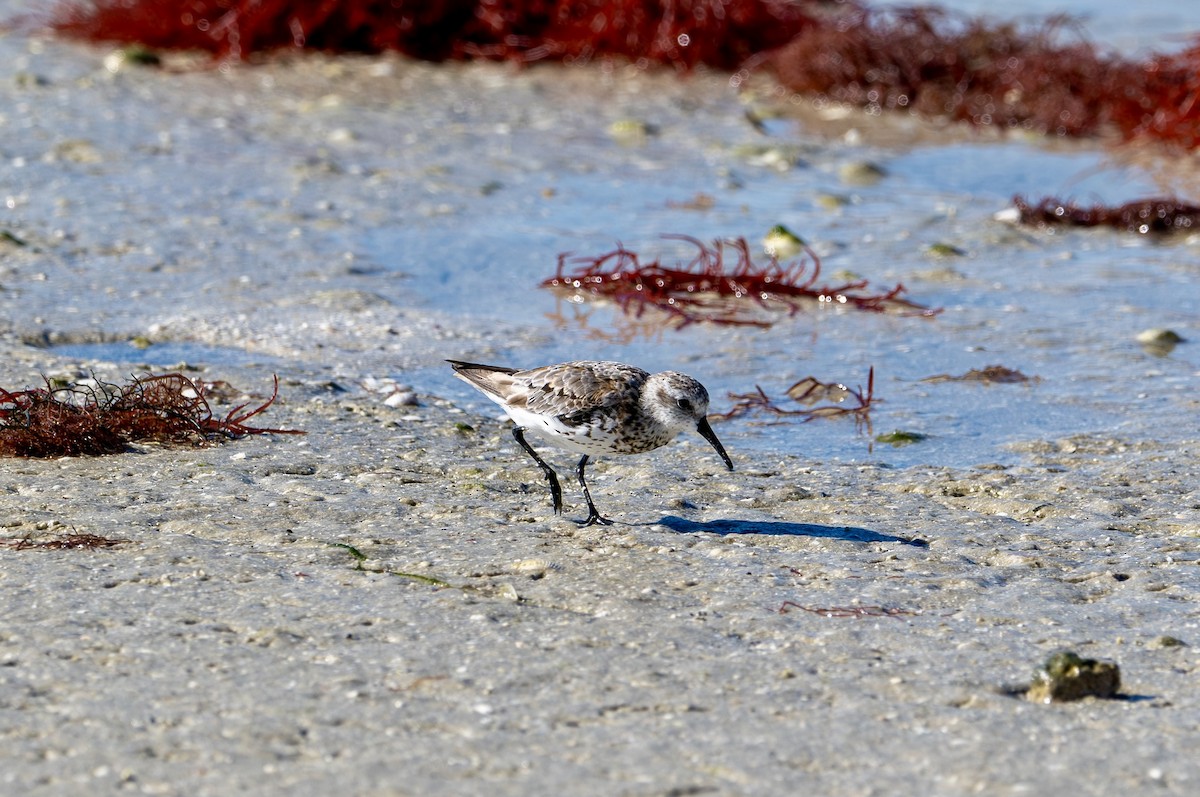 Bergstrandläufer - ML622937090