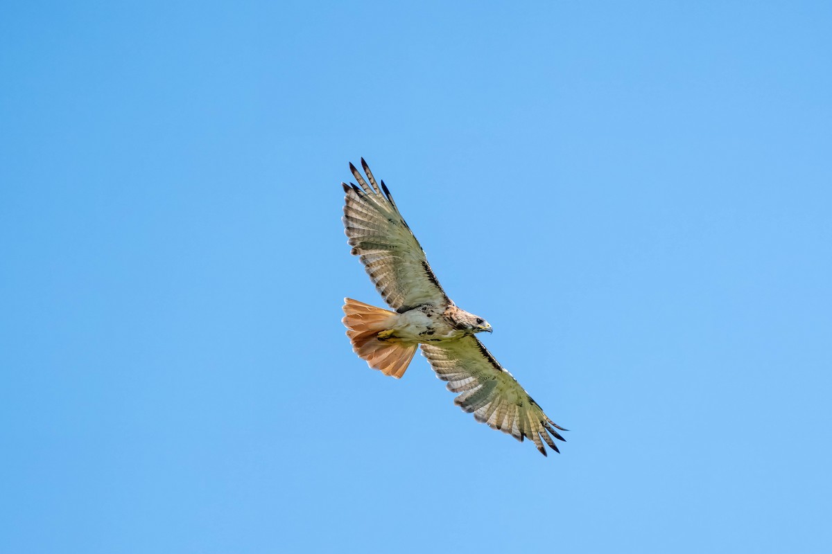 Red-tailed Hawk - Eric Stone