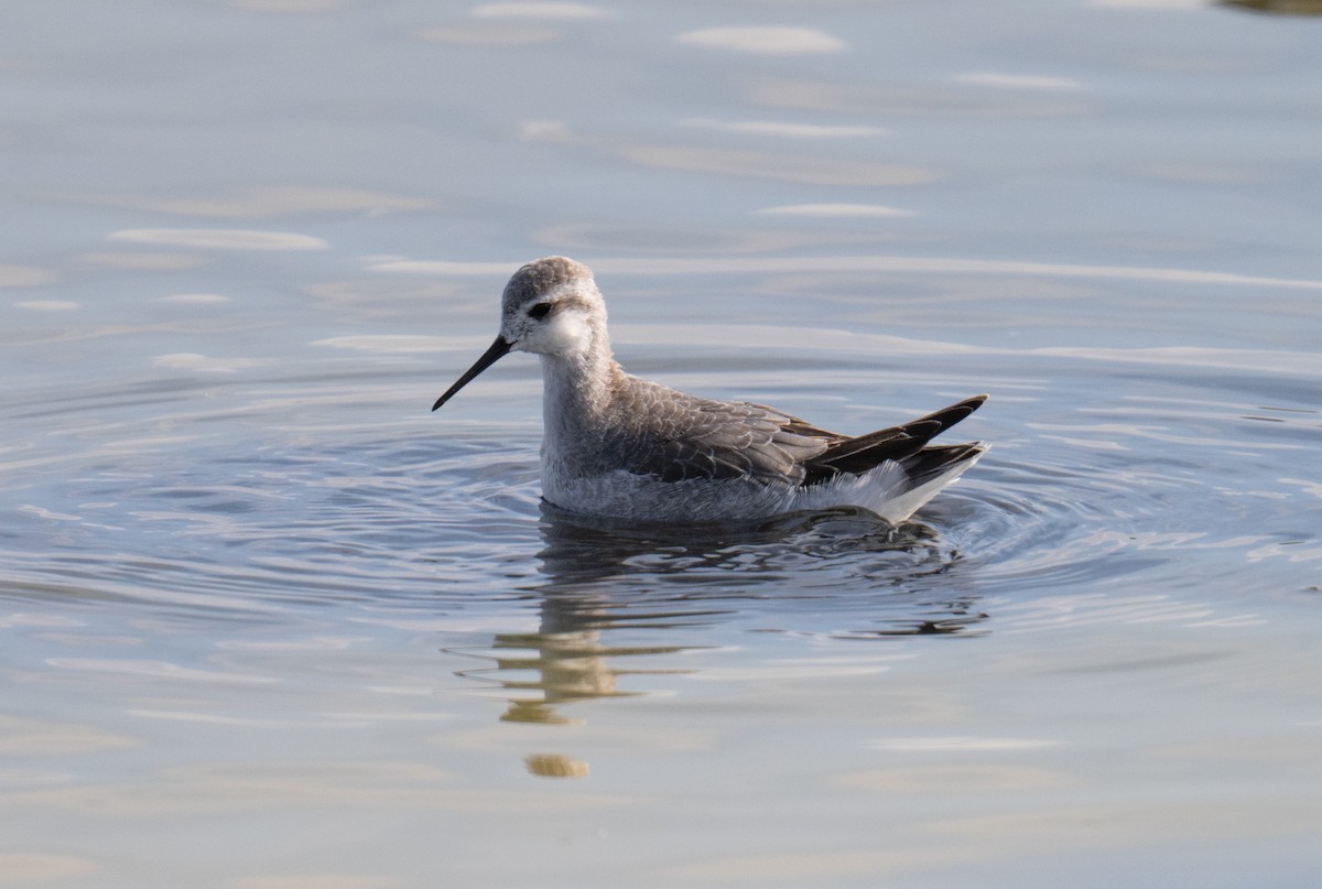 Wilson's Phalarope - Colin McGregor