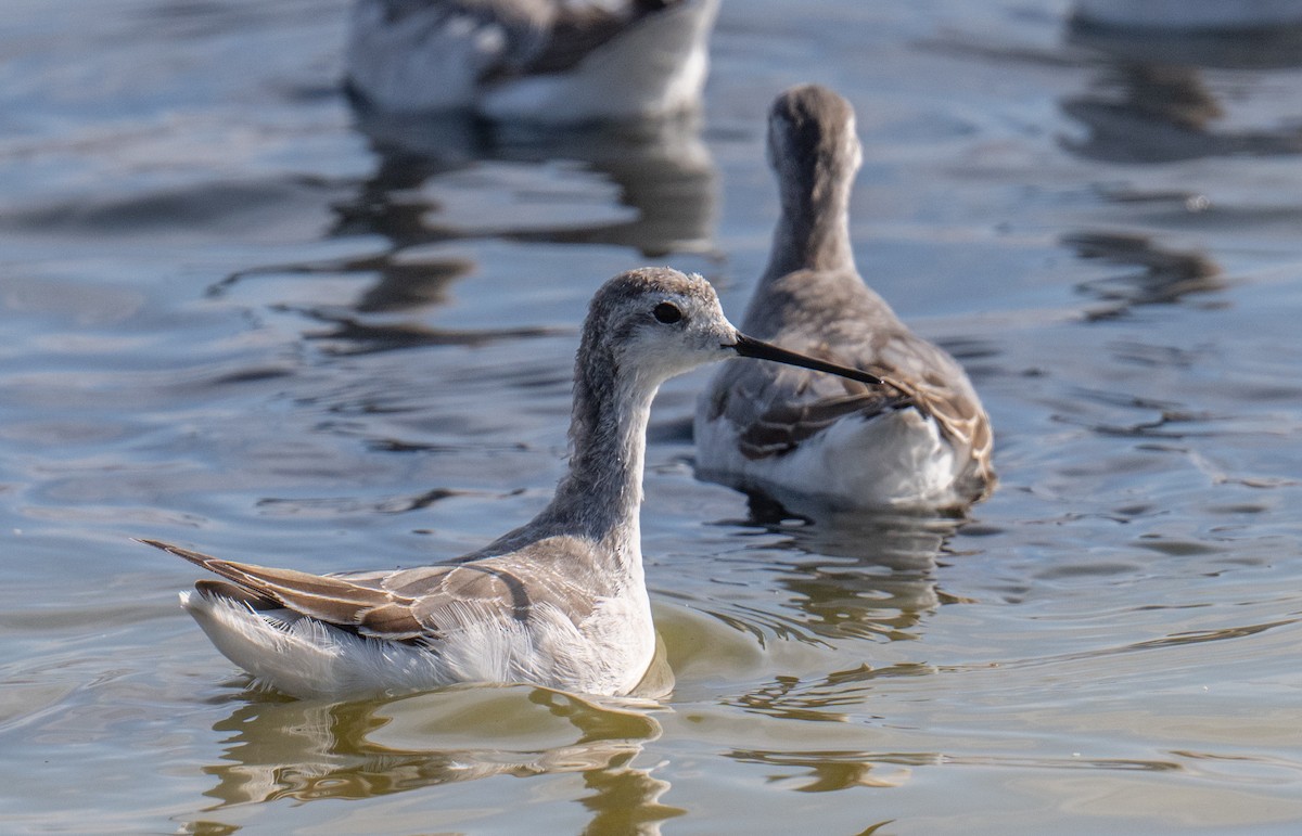 Wilson's Phalarope - ML622937113